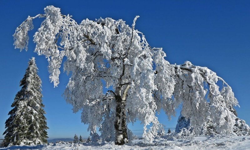 Обои небо, деревья, снег, природа, зима, ветки, иней, the sky, trees, snow, nature, winter, branches, frost разрешение 1920x1080 Загрузить