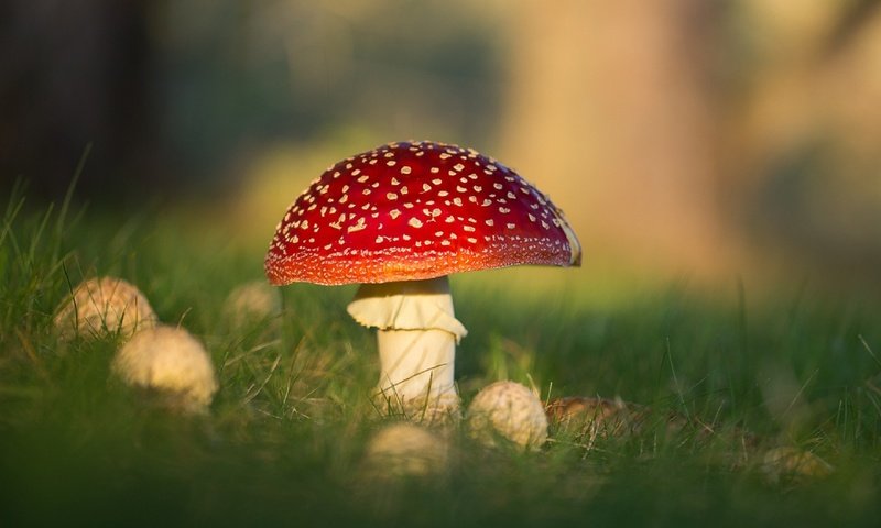 Обои природа, макро, грибы, боке, мухоморы, nature, macro, mushrooms, bokeh, amanita разрешение 1920x1156 Загрузить