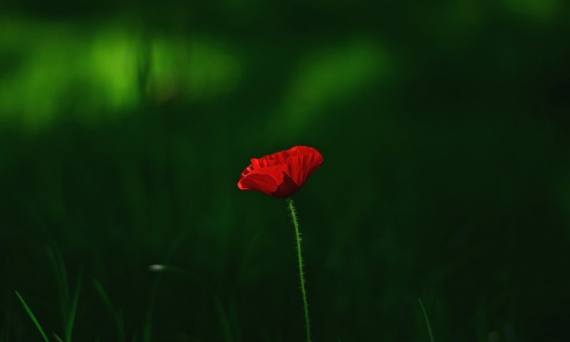 Обои трава, макро, цветок, красный, мак, grass, macro, flower, red, mac разрешение 3696x2448 Загрузить