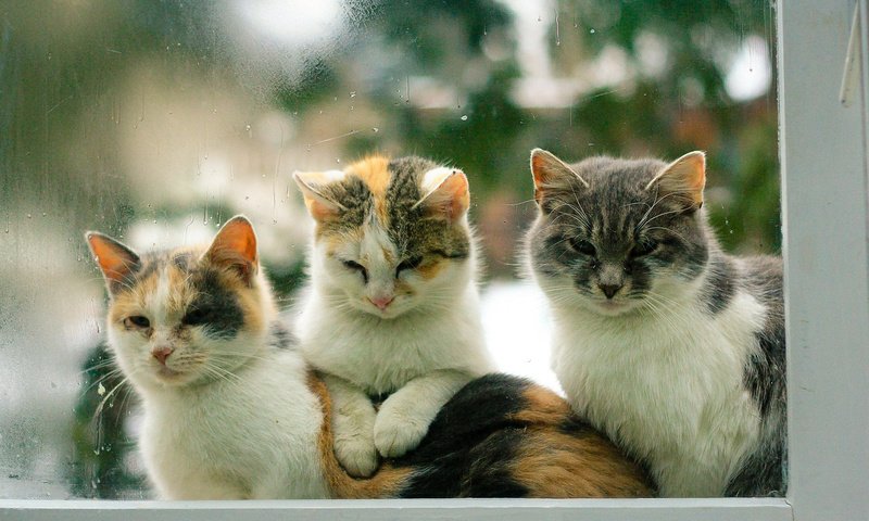 Обои глаза, взгляд, коты, окно, кошки, eyes, look, cats, window разрешение 1920x1200 Загрузить