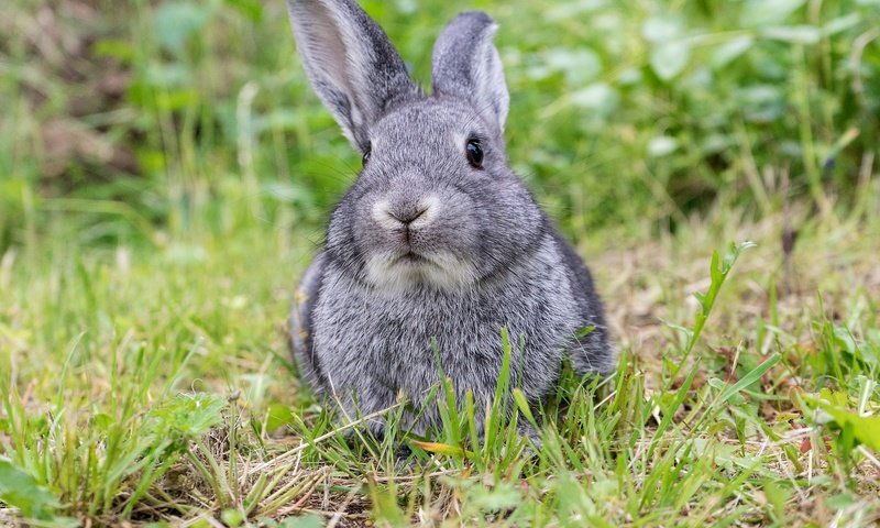 Обои трава, мордочка, взгляд, луг, ушки, кролик, заяц, grass, muzzle, look, meadow, ears, rabbit, hare разрешение 1920x1920 Загрузить