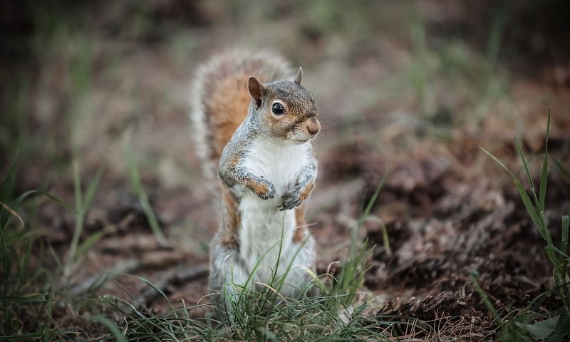 Обои трава, животное, белка, зверек, хвост, белочка, грызун, grass, animal, protein, tail, squirrel, rodent разрешение 2048x1365 Загрузить