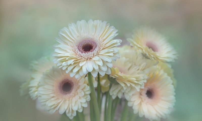 Обои цветы, лепестки, размытость, букет, герберы, flowers, petals, blur, bouquet, gerbera разрешение 1920x1280 Загрузить