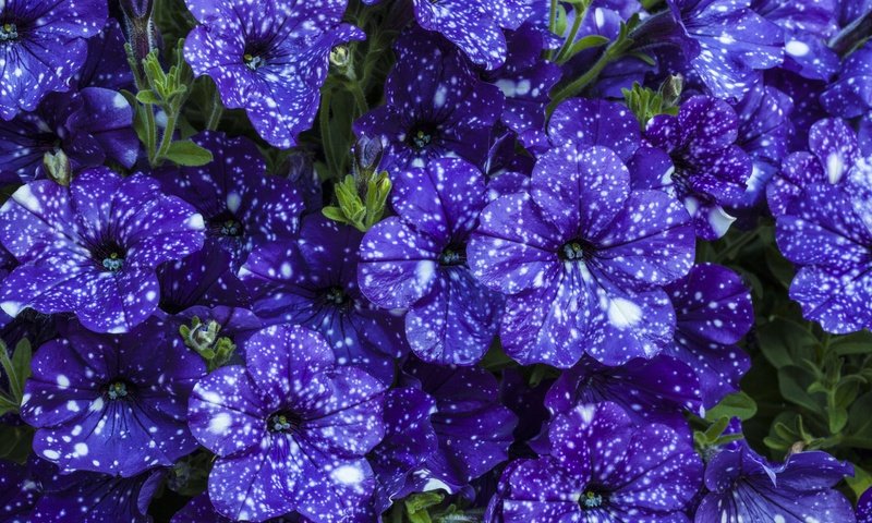 Обои цветы, красивые, фиолетовые, петунья, flowers, beautiful, purple, petunia разрешение 5616x3744 Загрузить