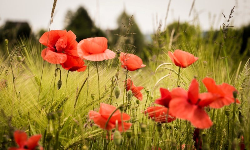 Обои цветы, трава, поле, лепестки, красные, маки, flowers, grass, field, petals, red, maki разрешение 2048x1260 Загрузить