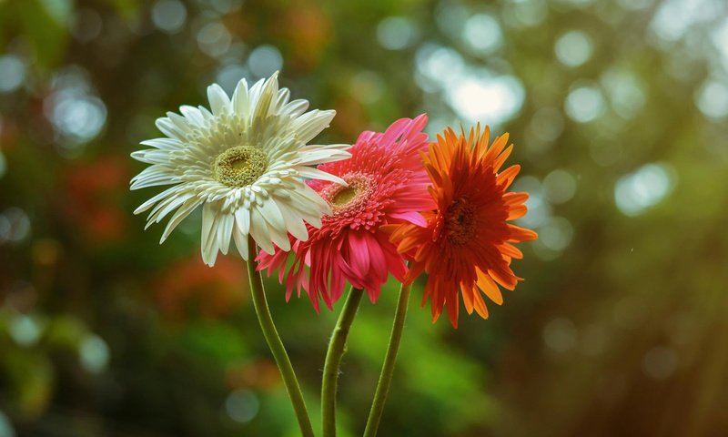 Обои цветы, природа, красный, белый, оранжевый, гербера,  цветы, flowers, nature, red, white, orange, gerbera разрешение 2048x1356 Загрузить