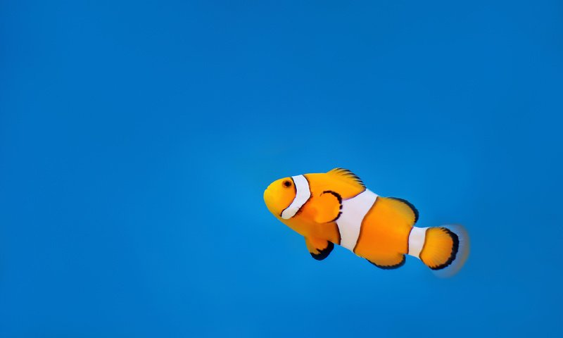 Обои вода, океан, клоун, рыба, подводный мир, рыба-клоун, water, the ocean, clown, fish, underwater world, clown fish разрешение 2560x1600 Загрузить