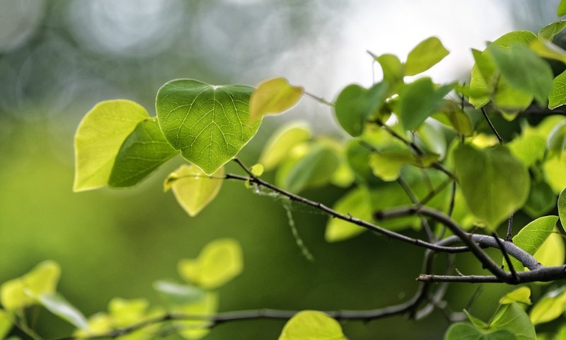 Обои природа, листья, макро, ветки, зеленые, весна, nature, leaves, macro, branches, green, spring разрешение 4872x3252 Загрузить