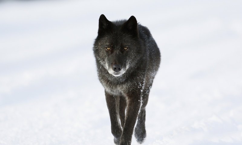 Обои морда, снег, зима, взгляд, хищник, животное, канада, волк, face, snow, winter, look, predator, animal, canada, wolf разрешение 2560x1440 Загрузить