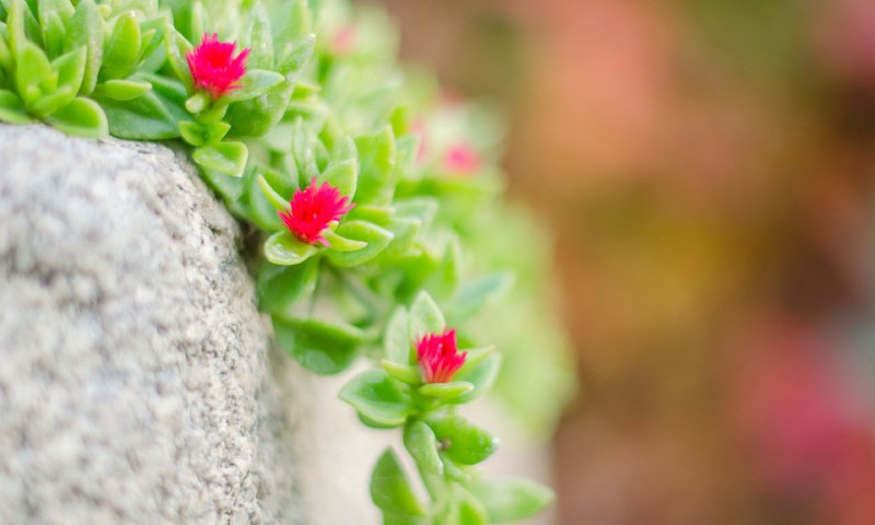 Обои макро, камень, растение, цветочки, очиток, macro, stone, plant, flowers, stonecrop разрешение 3840x2400 Загрузить