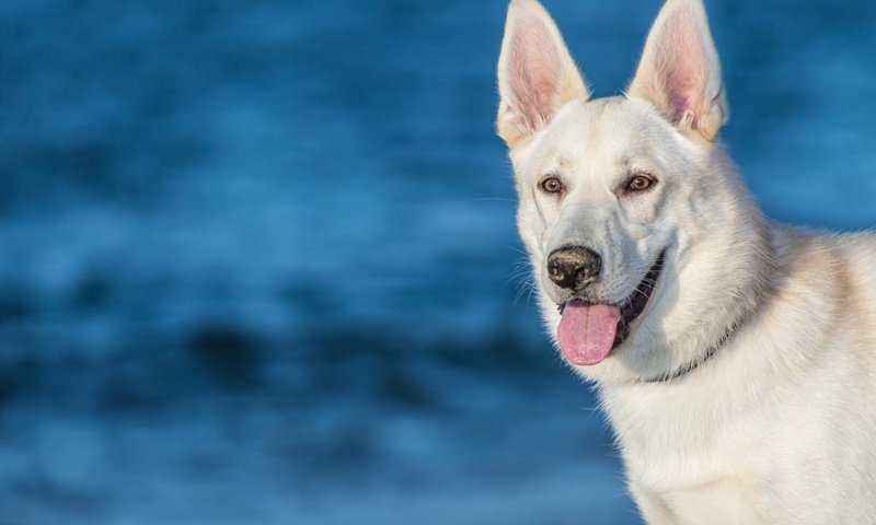 Обои морда, собака, язык, белая швейцарская овчарка, face, dog, language, the white swiss shepherd dog разрешение 1920x1200 Загрузить