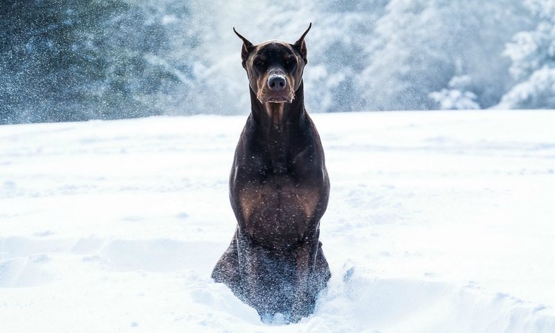 Обои снег, зима, животные, собака, доберман, snow, winter, animals, dog, doberman разрешение 1920x1080 Загрузить