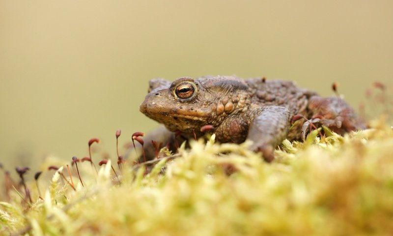 Обои лягушка, мох, жаба, земноводные, frog, moss, toad, amphibians разрешение 2560x1600 Загрузить