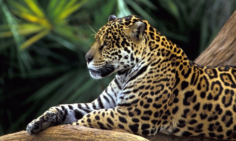 Обои ч, морда, животные, взгляд, хищник, ягуар, бразилия, дикая кошка, тропический лес, h, face, animals, look, predator, jaguar, brazil, wild cat, rainforest разрешение 4096x2160 Загрузить