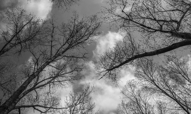 Обои небо, деревья, пейзаж, ветки, ветви, чёрно-белое, the sky, trees, landscape, branches, branch, black and white разрешение 4896x2760 Загрузить