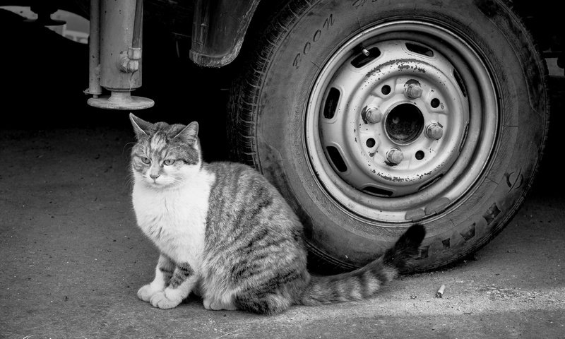 Обои глаза, фон, кот, кошка, взгляд, чёрно-белое, колесо, eyes, background, cat, look, black and white, wheel разрешение 6016x4000 Загрузить