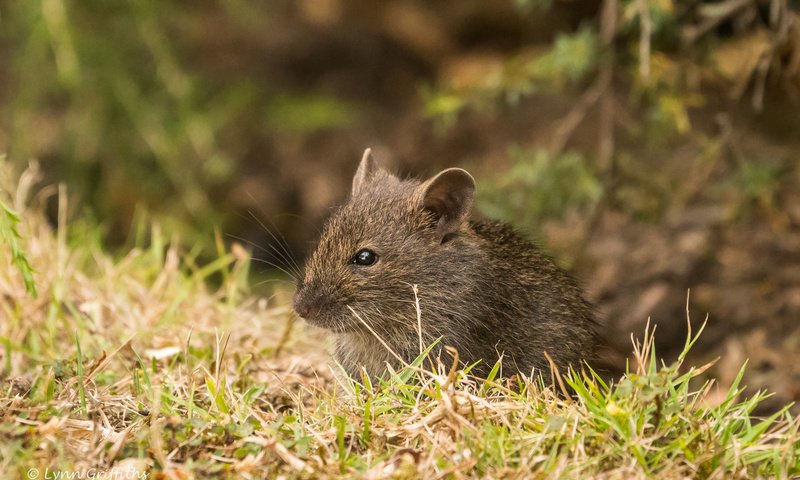 Обои трава, природа, мышь, животное, мышка, grass, nature, mouse, animal разрешение 2364x1576 Загрузить