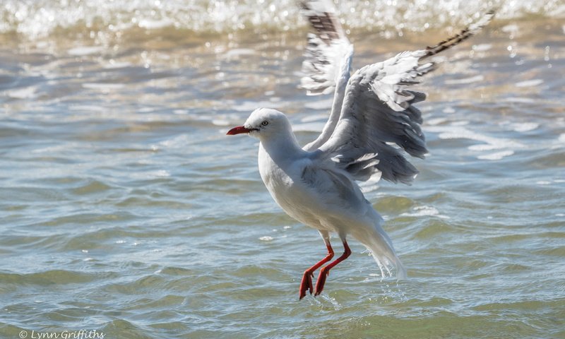 Обои вода, полет, крылья, чайка, птица, lynn griffiths, water, flight, wings, seagull, bird разрешение 3725x2483 Загрузить