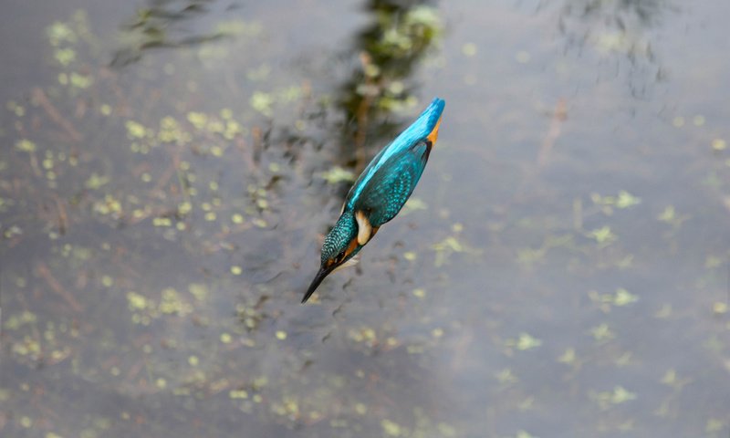 Обои вода, полет, птица, клюв, перья, зимородок, water, flight, bird, beak, feathers, kingfisher разрешение 2048x1542 Загрузить