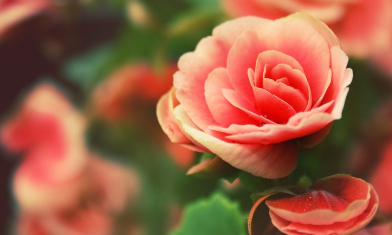 Обои цветы, лепестки, бегония, flowers, petals, begonia разрешение 3840x2160 Загрузить