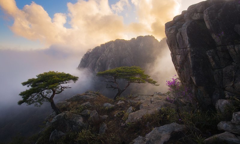 Обои небо, туман, цветы, облака, деревья, горы, скалы, природа, утро, the sky, fog, flowers, clouds, trees, mountains, rocks, nature, morning разрешение 1920x1200 Загрузить