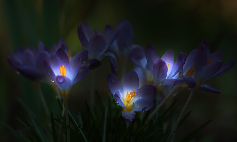 Обои свет, цветы, трава, капли, лепестки, темнота, крокусы, light, flowers, grass, drops, petals, darkness, crocuses разрешение 2048x1360 Загрузить