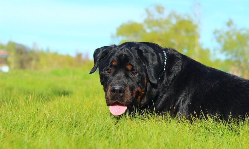 Обои морда, трава, природа, собака, язык, ротвейлер, face, grass, nature, dog, language, rottweiler разрешение 1920x1200 Загрузить