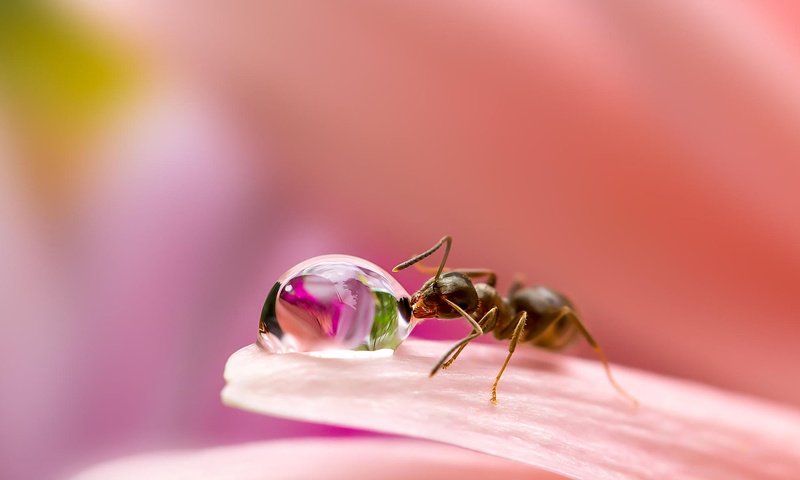 Обои макро, miki asai, насекомое, цветок, капля, лепестки, размытость, муравей, капля воды, macro, insect, flower, drop, petals, blur, ant, a drop of water разрешение 1920x1200 Загрузить