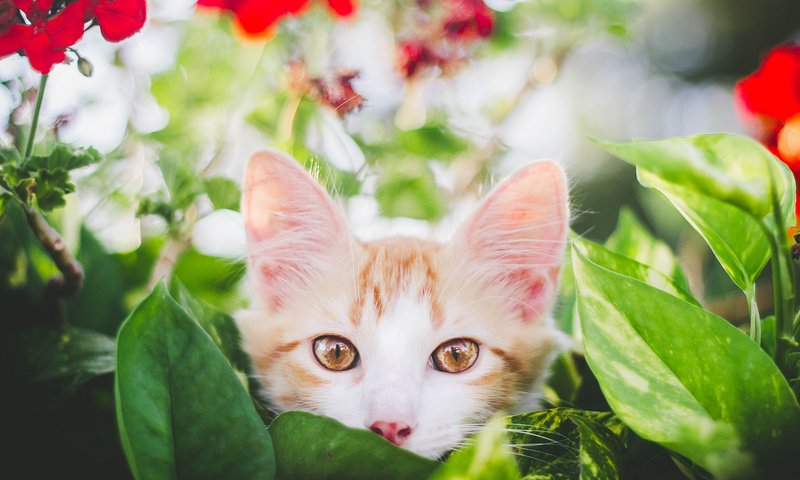 Обои глаза, цветы, листья, фон, усы, кошка, взгляд, котенок, eyes, flowers, leaves, background, mustache, cat, look, kitty разрешение 2048x1365 Загрузить