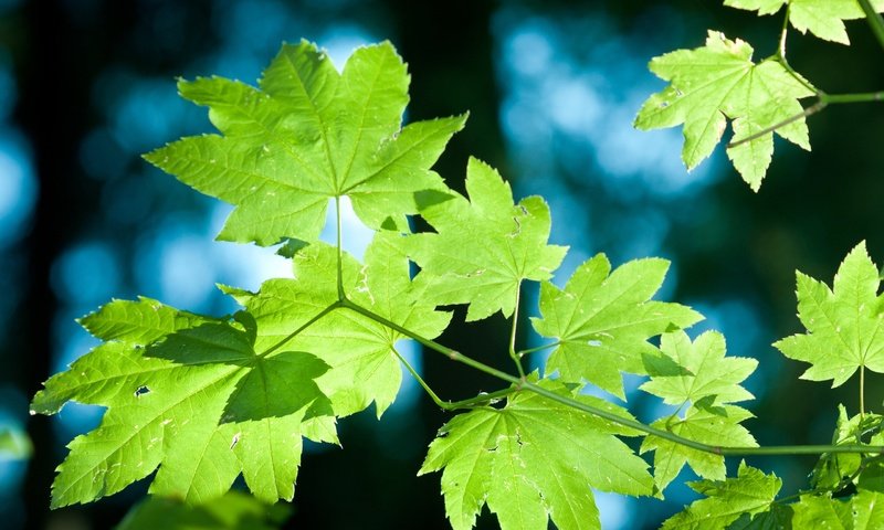 Обои свет, ветка, природа, дерево, листья, макро, лето, крупным планом, light, branch, nature, tree, leaves, macro, summer, closeup разрешение 2560x1600 Загрузить