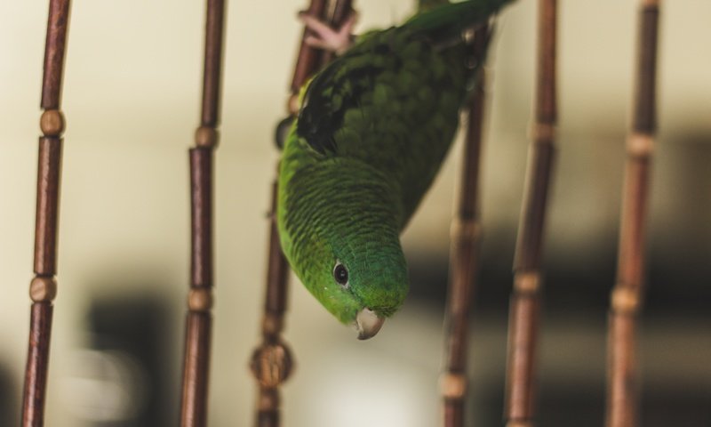 Обои зелёный, птица, клетка, попугай, green, bird, cell, parrot разрешение 5184x3456 Загрузить