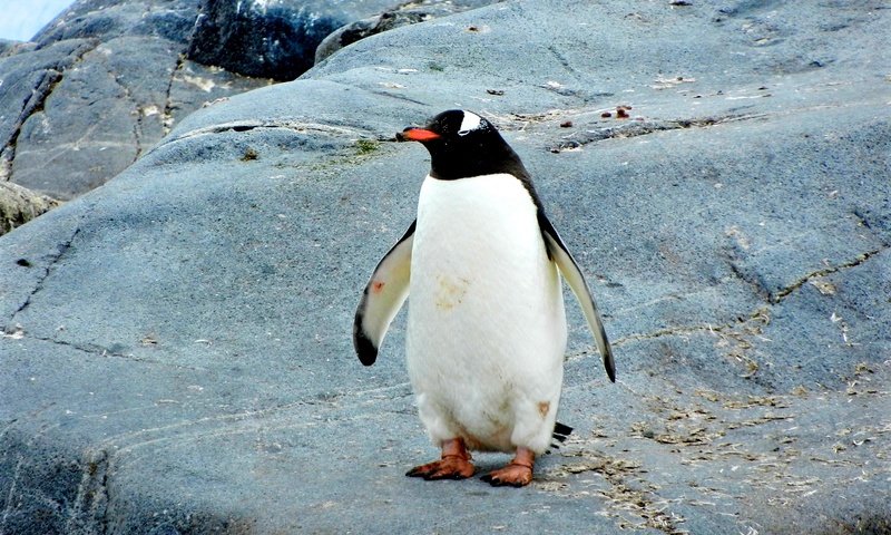 Обои камни, птица, пингвин, stones, bird, penguin разрешение 4000x3000 Загрузить