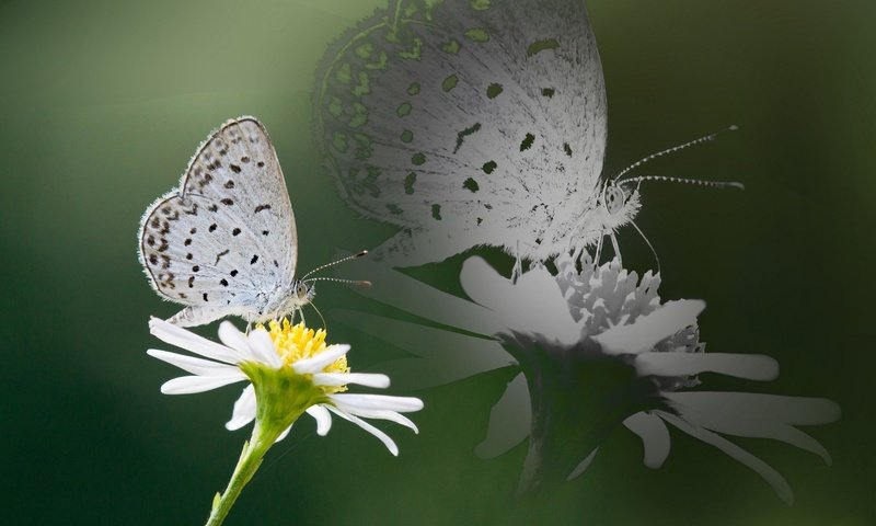 Обои насекомое, отражение, цветок, бабочка, крылья, ромашка, insect, reflection, flower, butterfly, wings, daisy разрешение 1920x1200 Загрузить