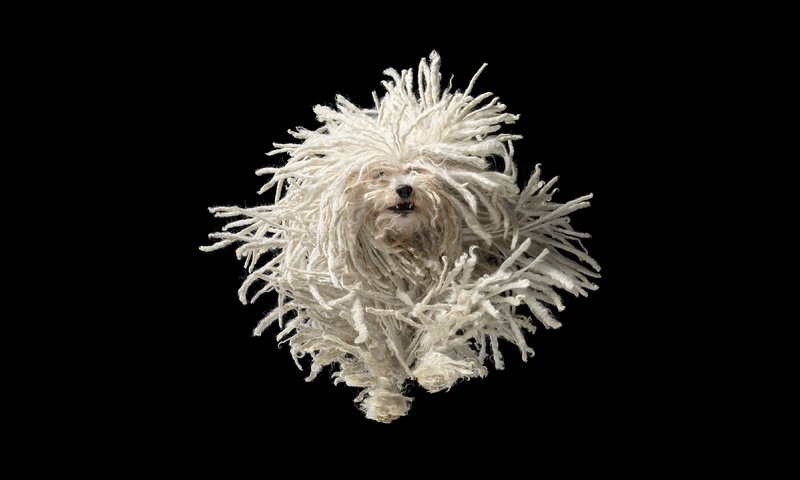 Обои собака, черный фон, пули, бег, tim flach, dog, black background, bullets, running разрешение 3840x2160 Загрузить