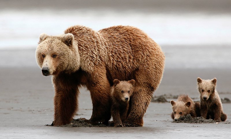 Обои медведи, медвежонок, медведица, медвежата, grizzly bear, bears, bear разрешение 1920x1080 Загрузить