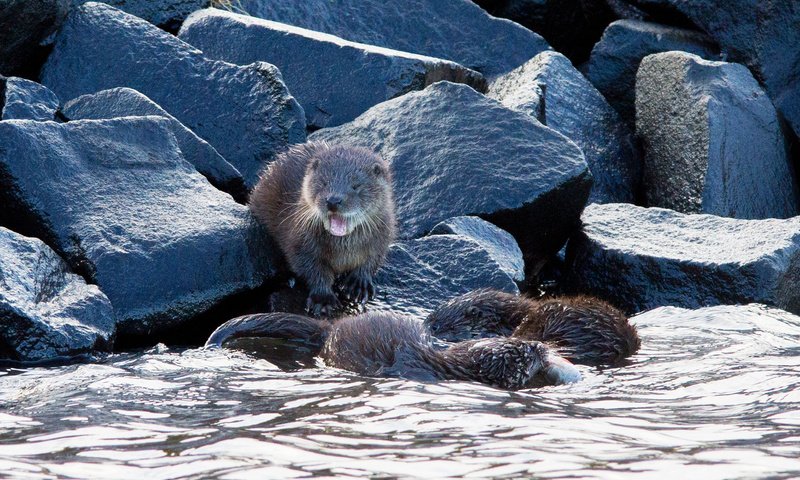 Обои вода, природа, камни, калан, морская выдра, выдра, выдры, alistair buchanan, water, nature, stones, kalan, sea otter, otter, otters разрешение 1920x1200 Загрузить