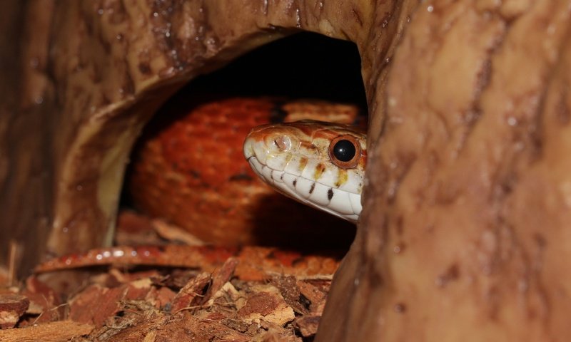 Обои змея, рептилия, крупным планом, пресмыкающиеся, террариум, snake, reptile, closeup, reptiles, terrarium разрешение 3904x3128 Загрузить