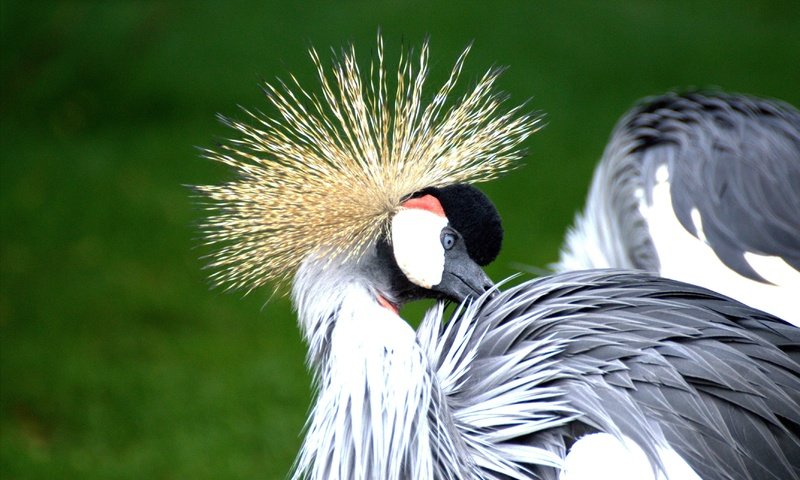 Обои птицы, птица, перья, журавль, венценосный журавль, birds, bird, feathers, crane, crowned crane разрешение 3465x2308 Загрузить