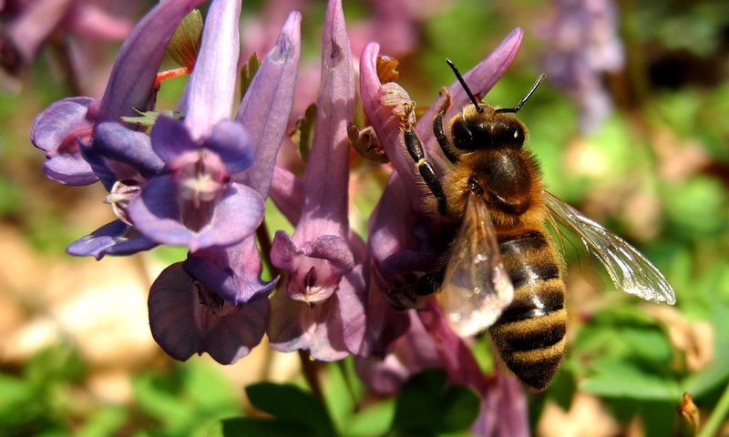 Обои природа, насекомое, цветок, растение, макросъемка, пчела, nature, insect, flower, plant, macro, bee разрешение 2581x1936 Загрузить