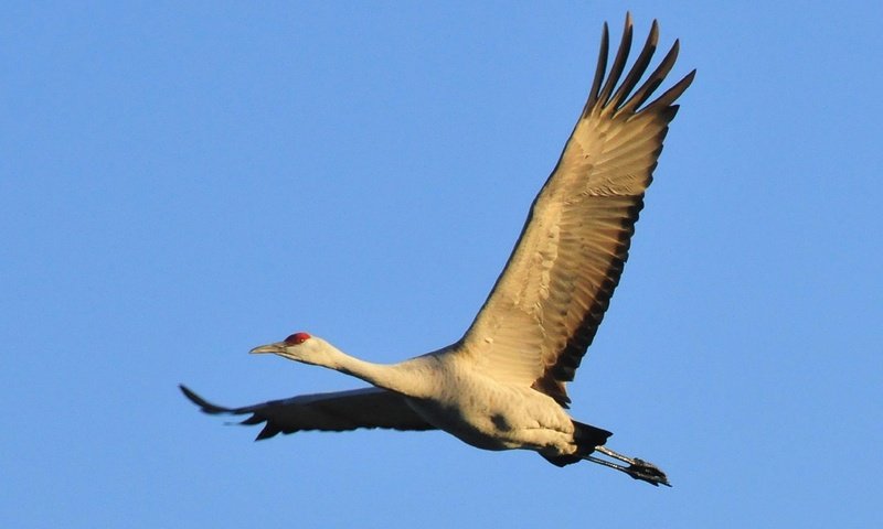 Обои небо, природа, полет, крылья, птица, журавль, the sky, nature, flight, wings, bird, crane разрешение 1920x1302 Загрузить