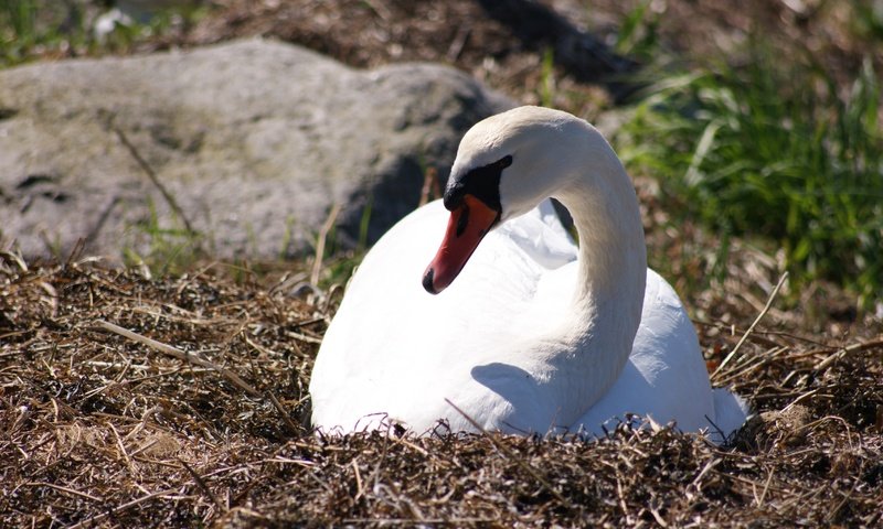 Обои природа, птица, клюв, перья, лебедь, nature, bird, beak, feathers, swan разрешение 4592x3056 Загрузить