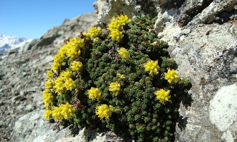 Обои цветы, горы, природа, цветение, камни, растение, желтые, flowers, mountains, nature, flowering, stones, plant, yellow разрешение 2048x1536 Загрузить