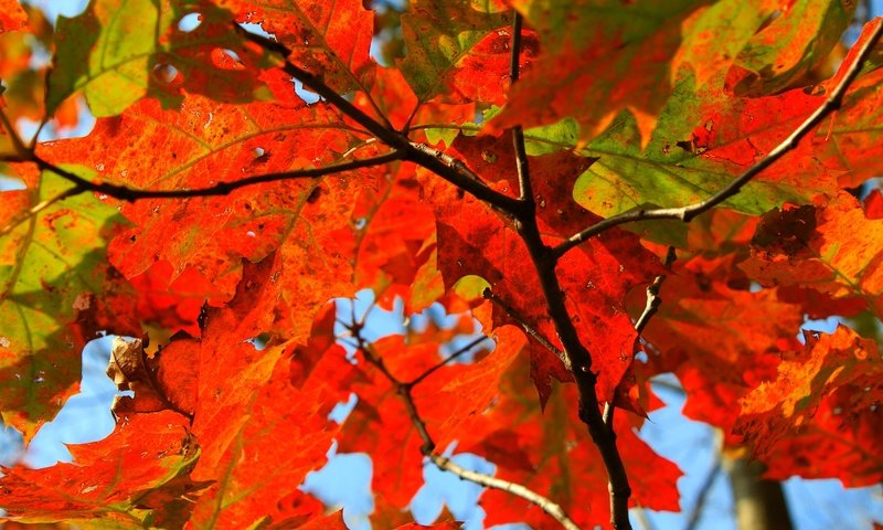 Обои природа, дерево, листья, ветки, осень, лист, клен, nature, tree, leaves, branches, autumn, sheet, maple разрешение 2800x1867 Загрузить