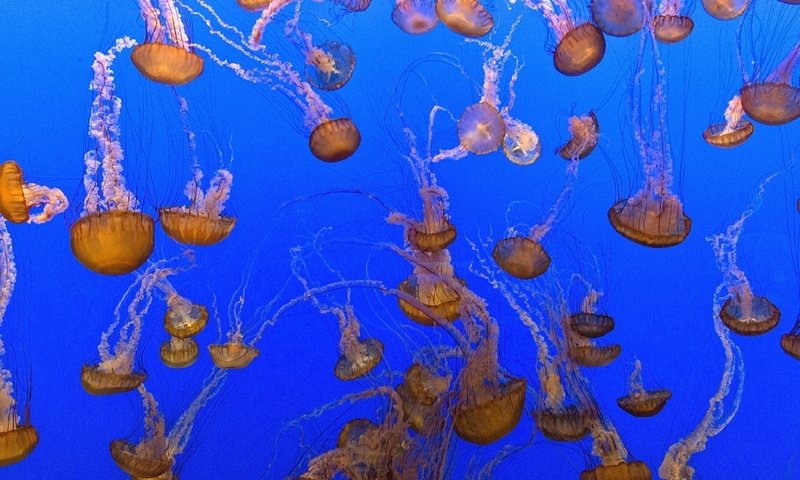 Обои море, медузы, подводный мир, sea, jellyfish, underwater world разрешение 1920x1280 Загрузить