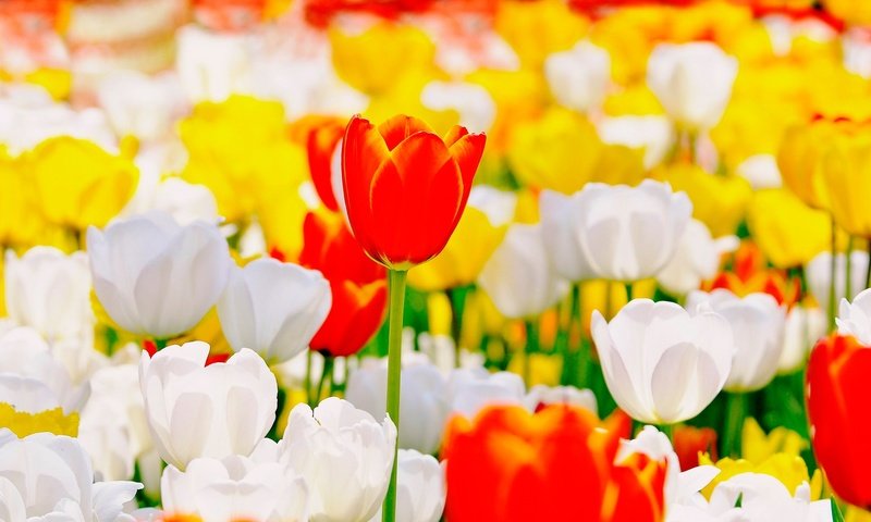 Обои цветы, бутоны, тюльпаны, flowers, buds, tulips разрешение 2500x1600 Загрузить