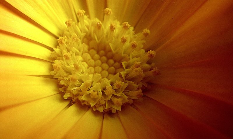 Обои желтый, цветок, лепестки, весна, календула, крупным планом, yellow, flower, petals, spring, calendula, closeup разрешение 3648x2736 Загрузить