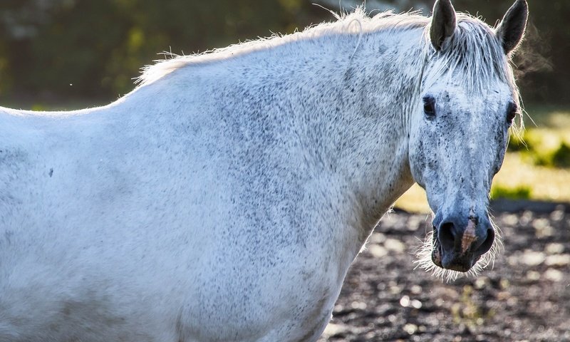 Обои лошадь, взгляд, конь, грива, horse, look, mane разрешение 3098x2065 Загрузить