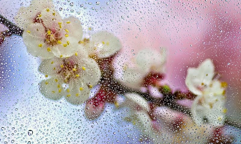 Обои цветы, всплески, ветка, макро, капли, брызги, весна, стекло, мокро, flowers, bursts, branch, macro, drops, squirt, spring, glass, wet разрешение 2500x1630 Загрузить