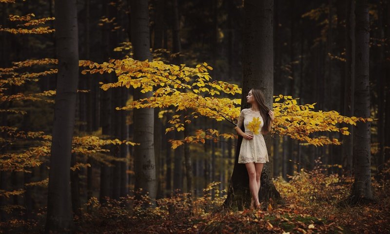 Обои деревья, лес, листья, девушка, настроение, осень, trees, forest, leaves, girl, mood, autumn разрешение 2048x1463 Загрузить