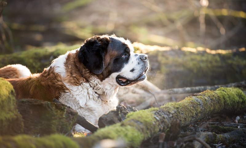 Обои природа, собака, профиль, мох, сенбернар, nature, dog, profile, moss, st. bernard разрешение 1920x1200 Загрузить